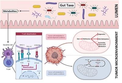 Commentary: Dietary methionine influences therapy in mouse cancer models and alters human metabolism